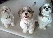 Mac, Roni and Chance Mac, Roni and Chance