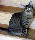 Agostini Agostini