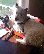 Max and Koko Max and Koko