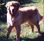 Murphy Murphy