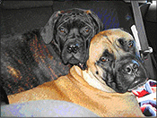 Vandyl and Dozer Vandyl and Dozer