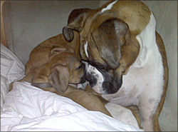 Client Pets