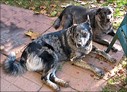 Steve - AKA 'Dogboy' Steve - AKA 'Dogboy'